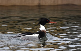 Siland, Red-breasted Merganser (Tomb, Råde)