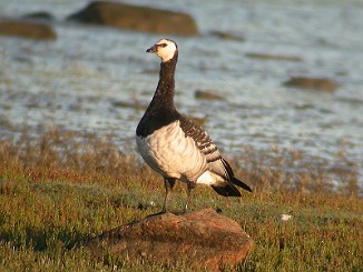 Hvitkinngås, Barnacle Goose (Oven, Råde)