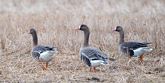 Tundragås, White-Fronted Goose (Heia, Råde)