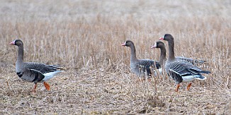 Tundragås, White-Fronted Goose (Heia, Råde)