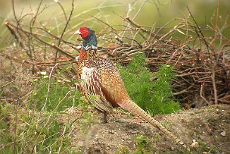 Fasan, Common pheasant (Vikerkilen, Hvaler)