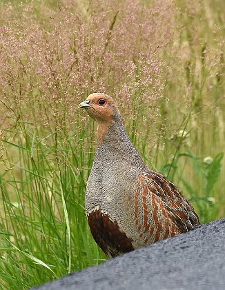 Rapphøne, Grey Partridge (Enebekk, Råde)