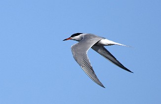 Makrellterne, Common Tern (Brentetangen, Rygge)