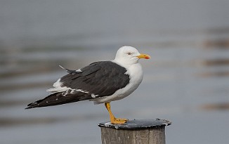 Sildemåke, Lesser Black-Backed Gull (Glomma, Fredrikstad)