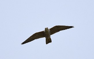 Vandrefalk, Peregrine Falcon (Utsira)