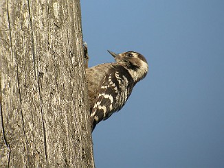 Dvergspett, Lesser Spotted Woodpecker (Kurefjorden, Rygge)
