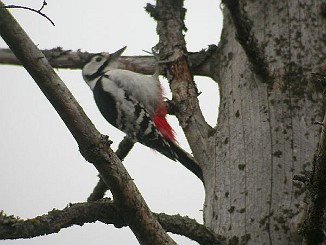Flaggspett x Hvitryggspett, Great Spotted Woodpecker x Hvite-backed Woodpecker (Tautra, Frosta)