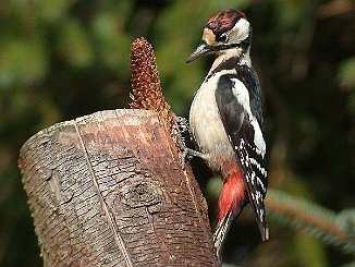 Flaggspett, Great Spotted Woodpecker (Utsira)