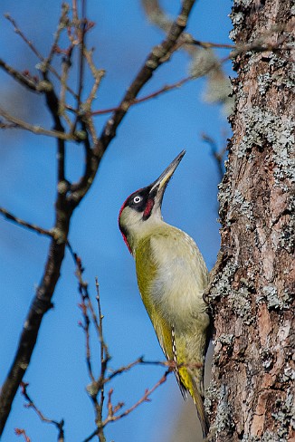 Grønnspett, Green Woodpecker (Torsnes, Fredrikstad)