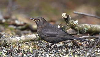 Svarttrost, Common Blackbird (Utnehaugen, Onsøy)