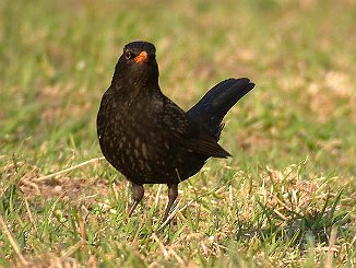 Svarttrost, Common Blackbird (Sande)