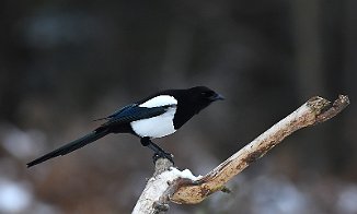 Skjære, Eurasian magpie (Utnehaugen, Onsøy)