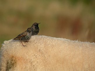 Stær. Common Starling (Utsira)