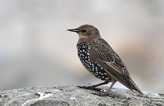Stær, Common Starling (Tjørveneset, Lista)
