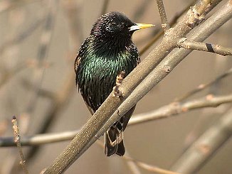 Stær. Common Starling (Sande)