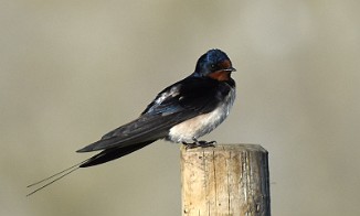Låvesvale, Barn Swallow (Steinsvika, Lista)