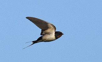 Låvesvale, Barn Swallow (Lista)