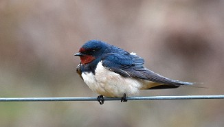 Låvesvale, Barn Swallow (Utsira)