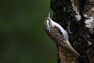 Trekryper, Eurasian Treecreper (Utnehaugen, Onsøy)