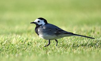 Linerle, White Wagtail (Jeløy Radio)