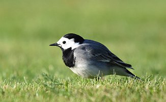 Linerle, White Wagtail (Jeløy Radio)