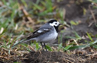 Linerle, White Wagtail (Huseby, Onsøy)