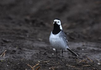 Linerle, White Wagtail (Huseby, Onsøy)