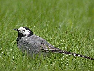 Linerle, White Wagtail (Sande)