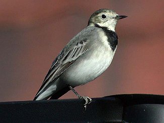 Linerle, White Wagtail (Sande)