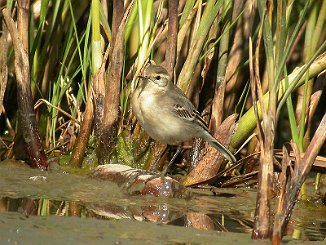 Sitronerle, Citrine Wagtail (Oven, Råde)