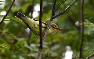 Gulsanger, Icterine Warbler (Tautra)