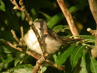 Hauksanger, Barred Warbler (Utsira)