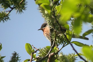Rødsmekksanger, Eastern Subalpine Warbler (Skottjern, Arendal