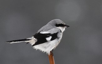 Varsler, Great Grey Shrike (Fuglenebb, Torsnes)