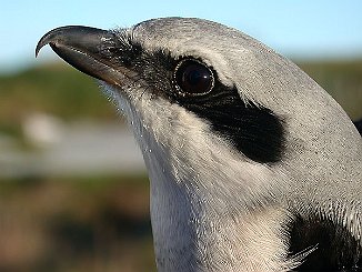 Varsler, Great Grey Shrike (Titran)