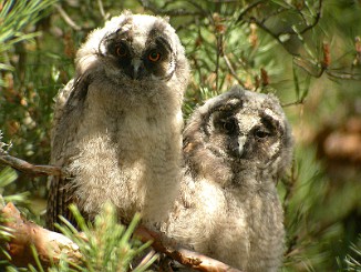 Hornugle, Long-Eared Owl (Oven, Råde)