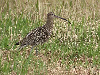 Storspove, Eurasian Curlew (Tautra, Frosta)