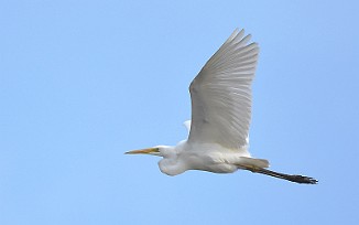 Egretthegre, Great Egret (Skinnerflo, Råde)