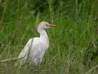 Kuhegre, Cattle Egret (Vik, Flatanger)