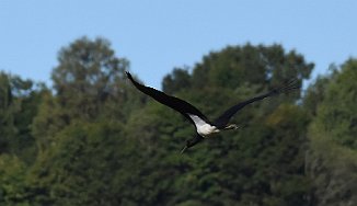 Svartstork, Black Stork (Storemyr, Skien)