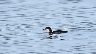Islom, Great Northern Diver (Tautra, Frosta)