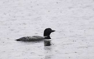 Islom, Great Northern Diver (Østhassel, Lista)