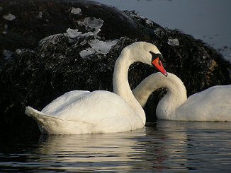Knoppsvane, Mute Swan (Håbu, Hvaler)