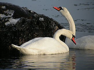 Knoppsvane, Mute Swan (Håbu, Hvaler)