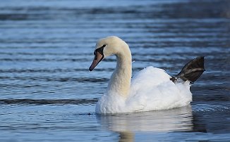 Knoppsvane, Mute Swan (Utsira)