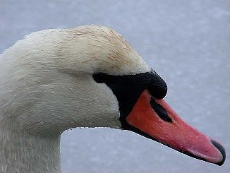 Knoppsvane, Mute Swan (Sande)