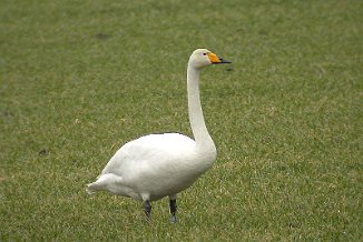 Sangsvane, Whooper Swan (Solli, Råde)