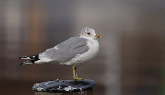 Fiskemåke, Mew Gull (Fredrikstad)
