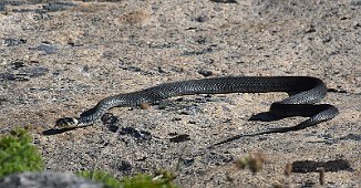 Buorm, Grass snake (Mølodden, Hvaler)
