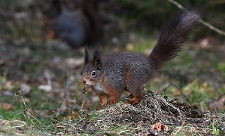 Ekorn, Squirrel (Utnehaugen, Onsøy)